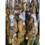 Jamón Ibérico Cebo Francisca Rodriguez